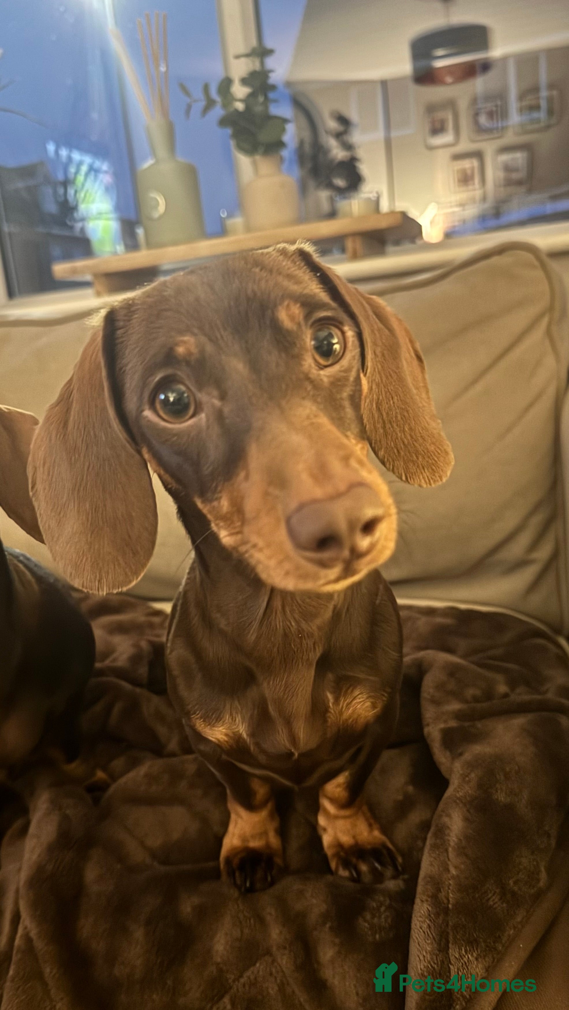 Miniature Dachshund dogs Female 10 month old Miniature Daschund  - Advert 14