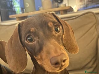 Miniature Dachshund dogs Female 10 month old Miniature Daschund - Advert 14