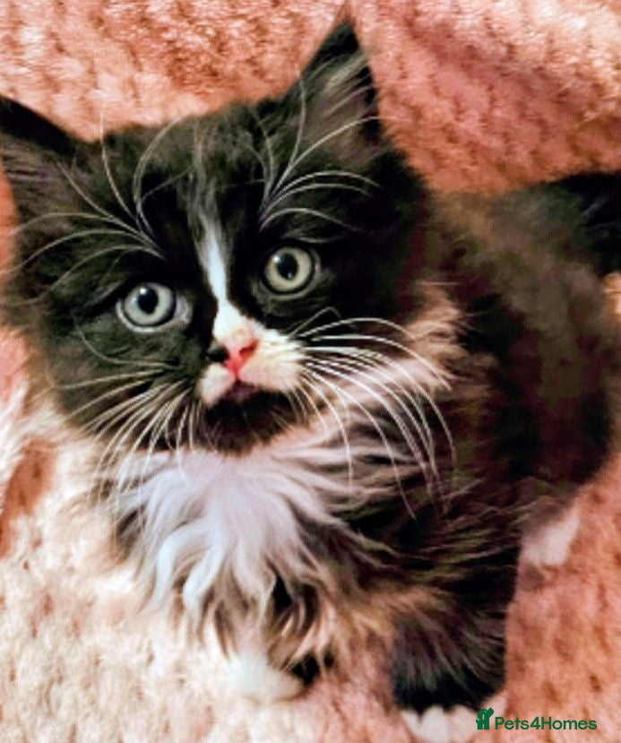 Mixed Breed cats Persian cross kittens x 5 - Advert 1