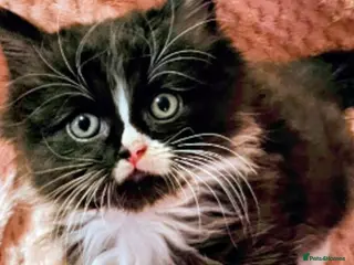 Mixed Breed cats Persian cross kittens x 5 - Advert 1