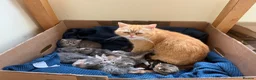 Mixed Breed cats for sale: Persian and Exotic Persian cross kittens - Advert 3
