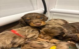 Dachshund dogs for sale: Dachshund puppies for sale  - Image 3