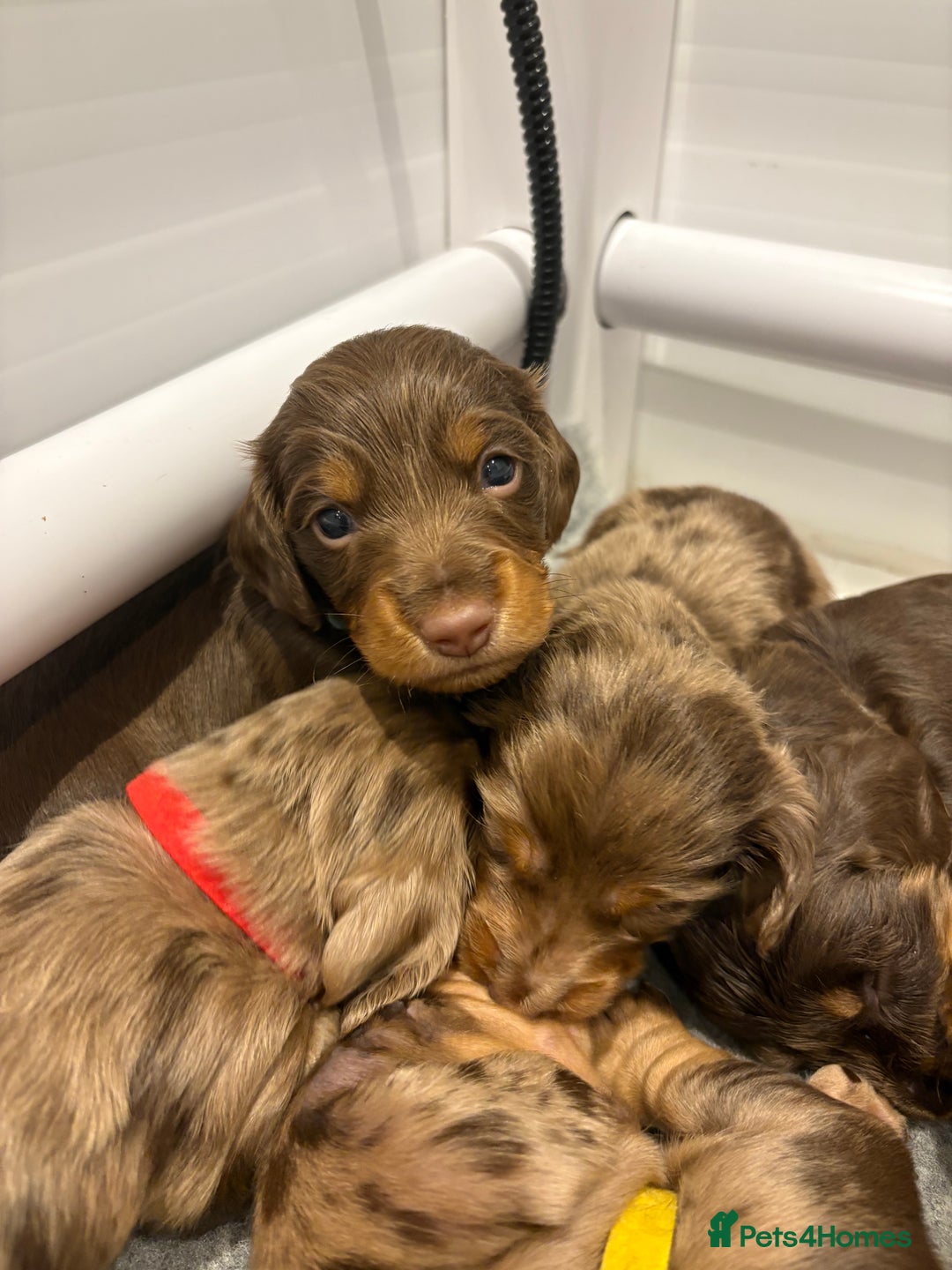 Dachshund dogs for sale: Dachshund puppies for sale  - Image 3