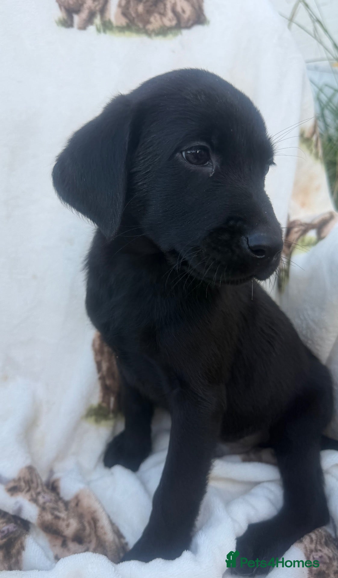 Labrador Retriever dogs Excellent breed KC labs fendawood Harold  lines  - Advert 1