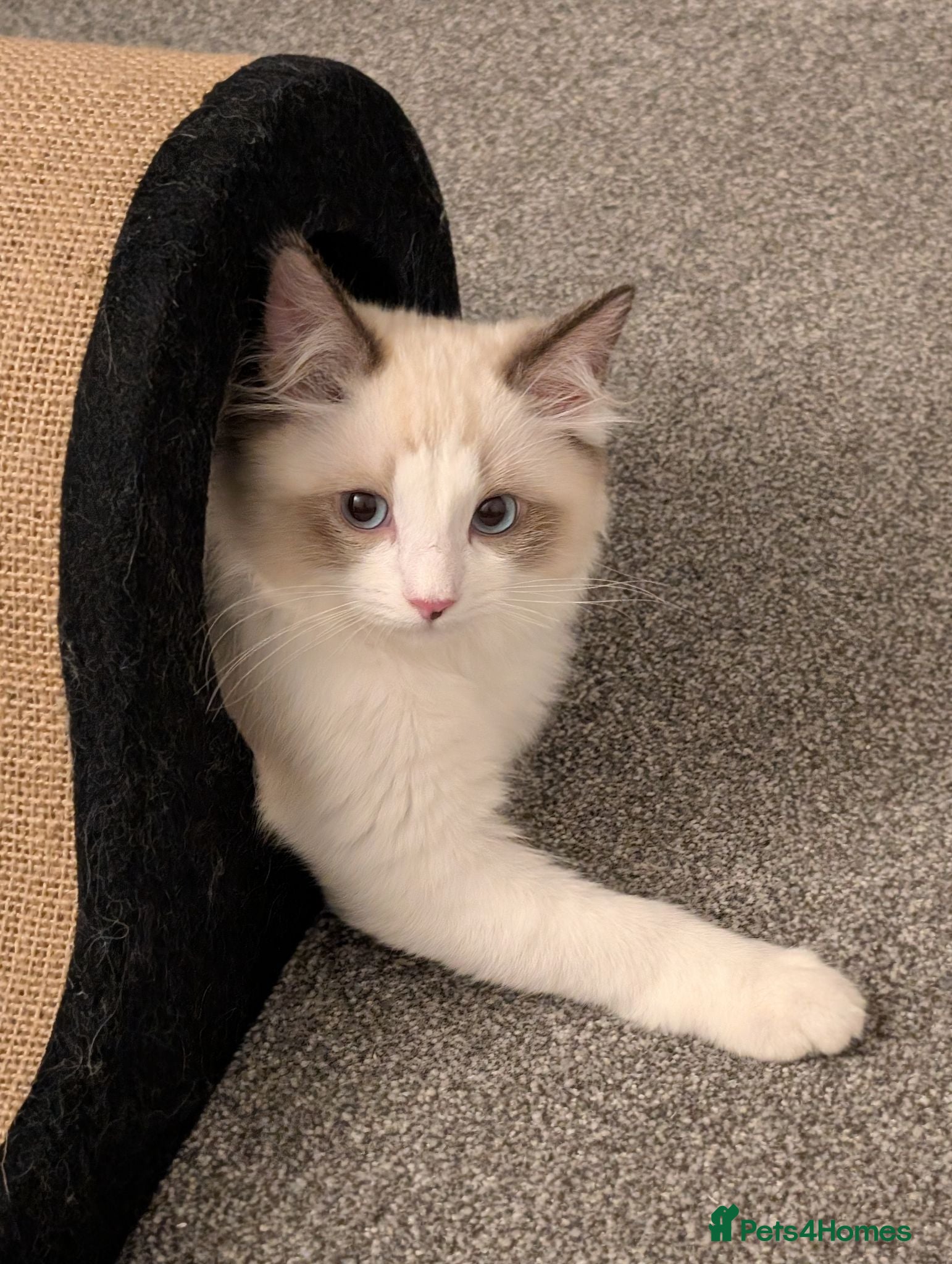 Ragdoll cats Price Reduced!! Stunning Ragdoll Kitten - Lucky  - Advert 1