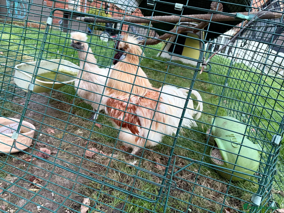 Chickens poultry for sale: 2 Silkie chickens, mixed sex - Advert 1