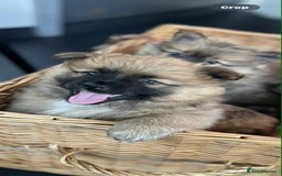 German Spitz dogs for sale: German spitz - Image 9