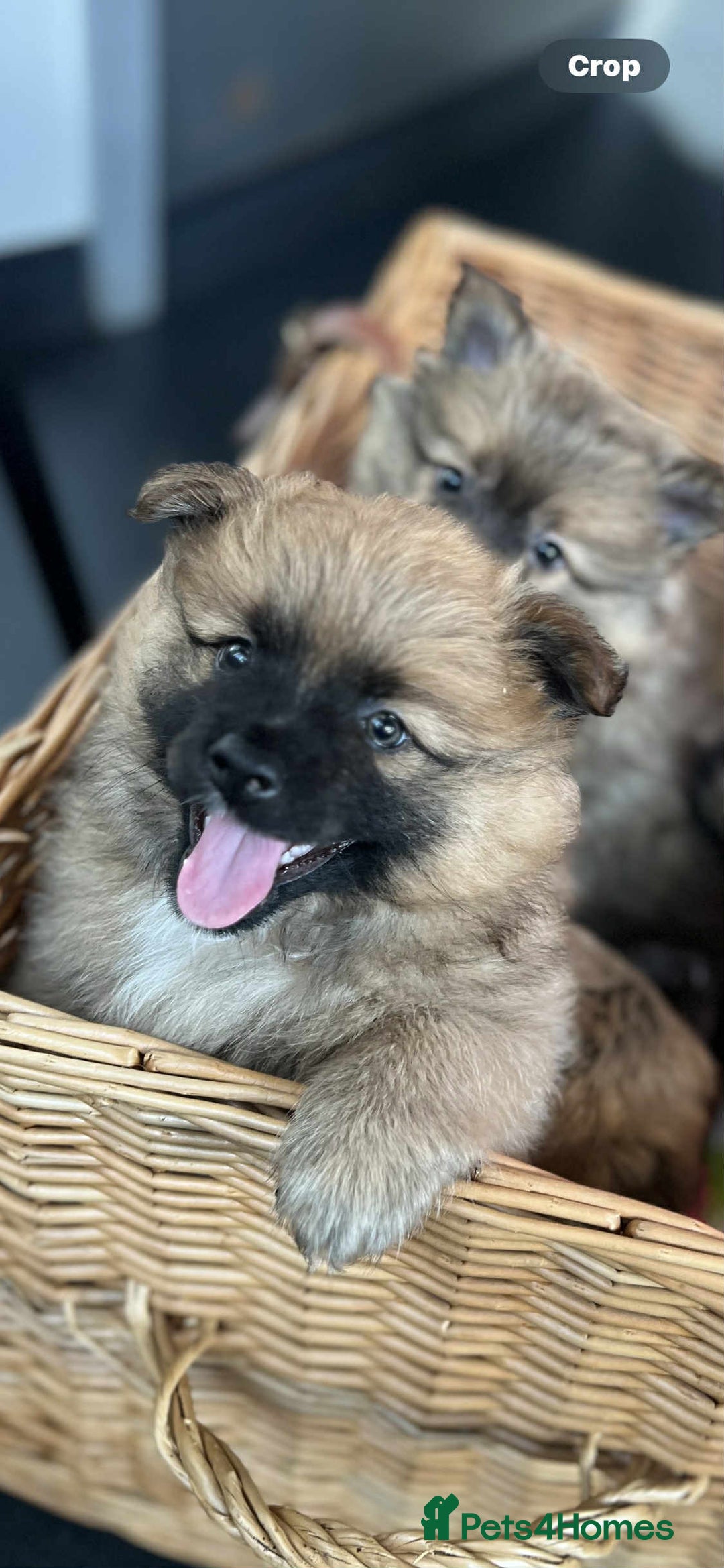 German Spitz dogs for sale: German spitz - Image 9