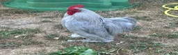 Chickens poultry for sale: Lavender Pekin Bantam Cockerel in Newmarket - Advert 4
