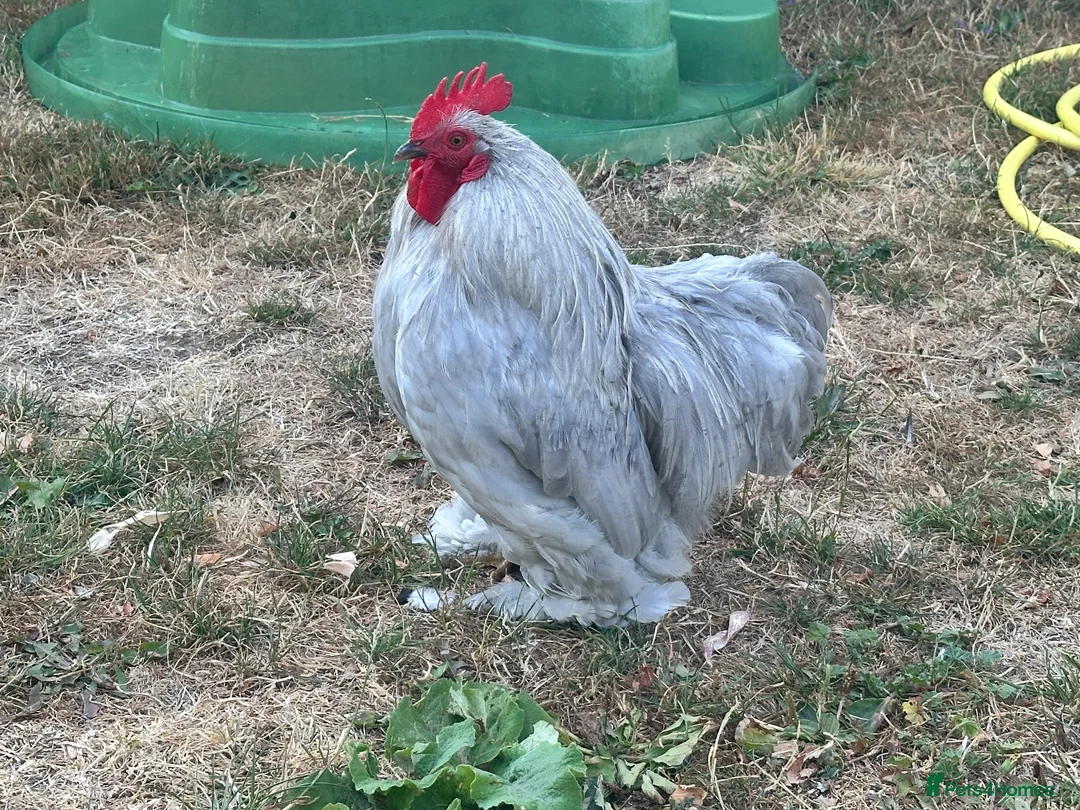 Chickens poultry for sale: Lavender Pekin Bantam Cockerel in Newmarket - Advert 4