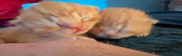 Mixed Breed cats for sale: Adorable Kittens Looking for Their Forever Homes - Advert 7
