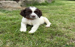 English Springer Spaniel dogs for sale: Springer spaniel pups  - Image 15