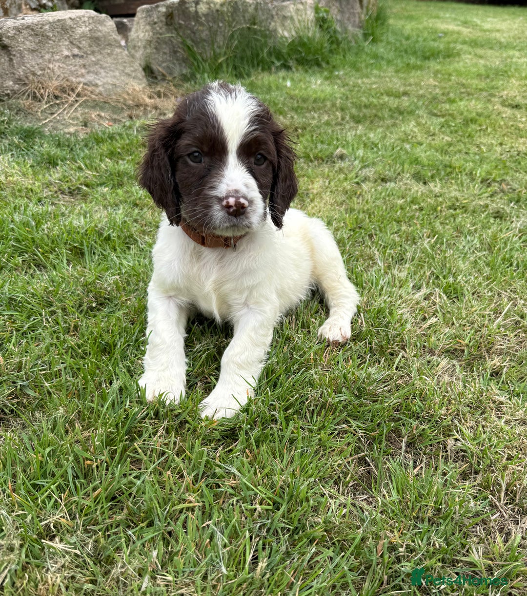 English Springer Spaniel dogs for sale: Springer spaniel pups  - Image 15