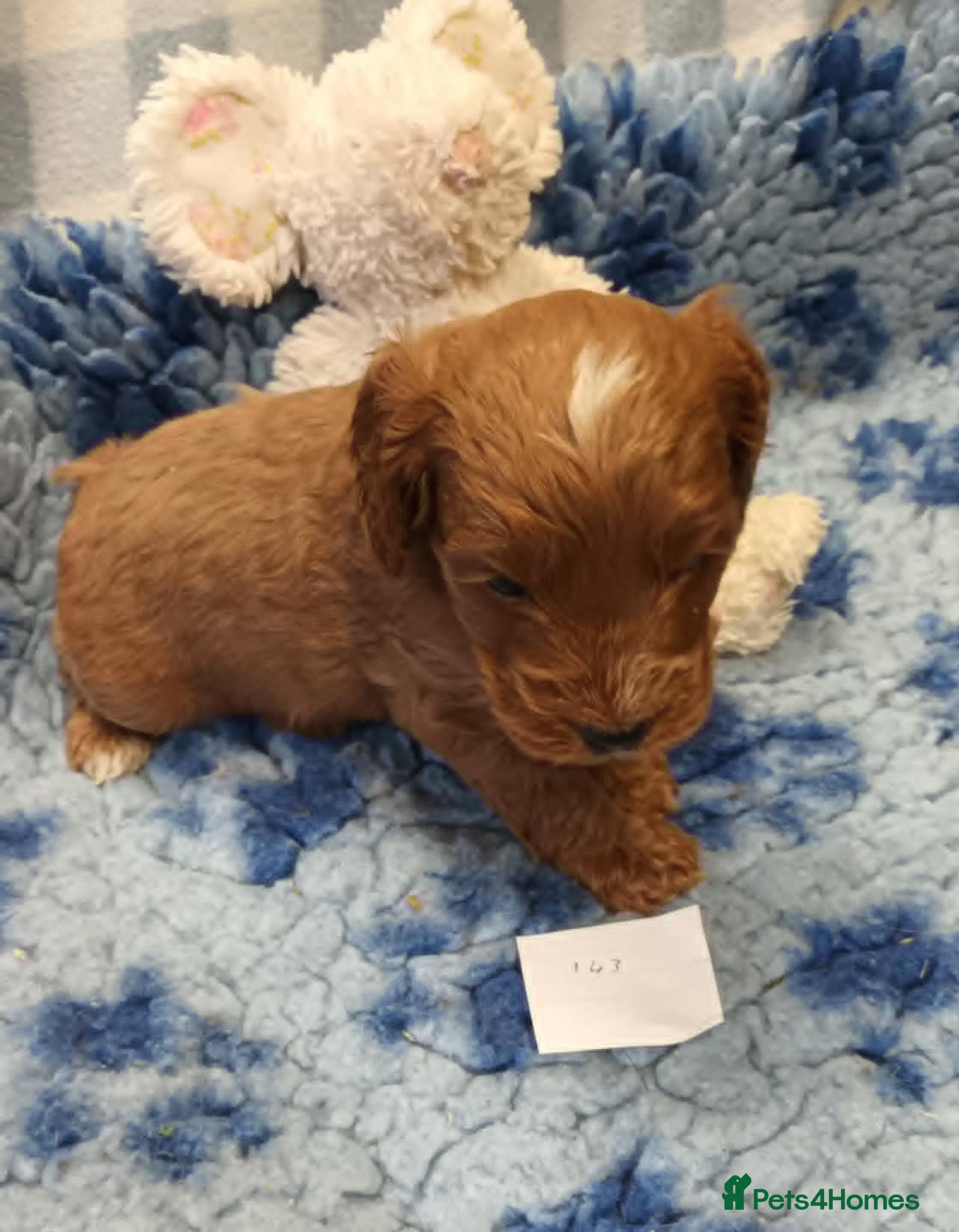 Cockapoo dogs 2 LITTLE COCKAPOO LOOKING FOR NEW HOMES - Advert 3