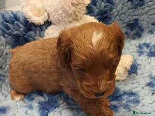 Cockapoo dogs SHOW TYPE COCKAPOO LOOKING FROM LICENCED BREEDER - Advert 4