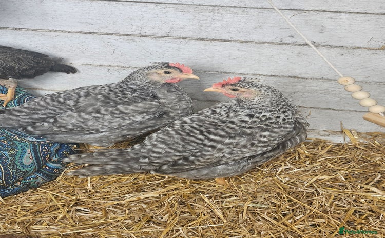 Chickens poultry - Advert 14