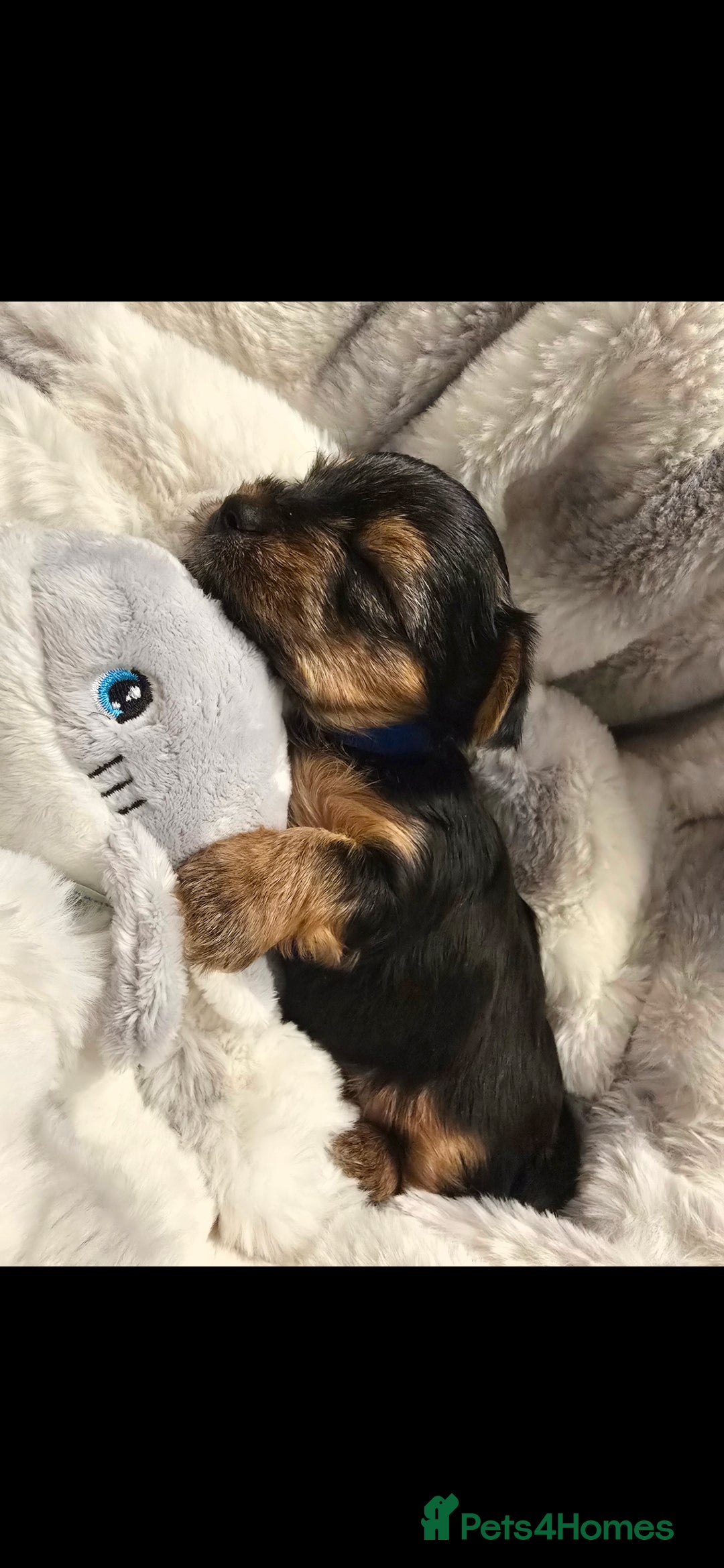 Yorkshire Terrier dogs for sale: Yorkshire terrier mini  - Advert 2