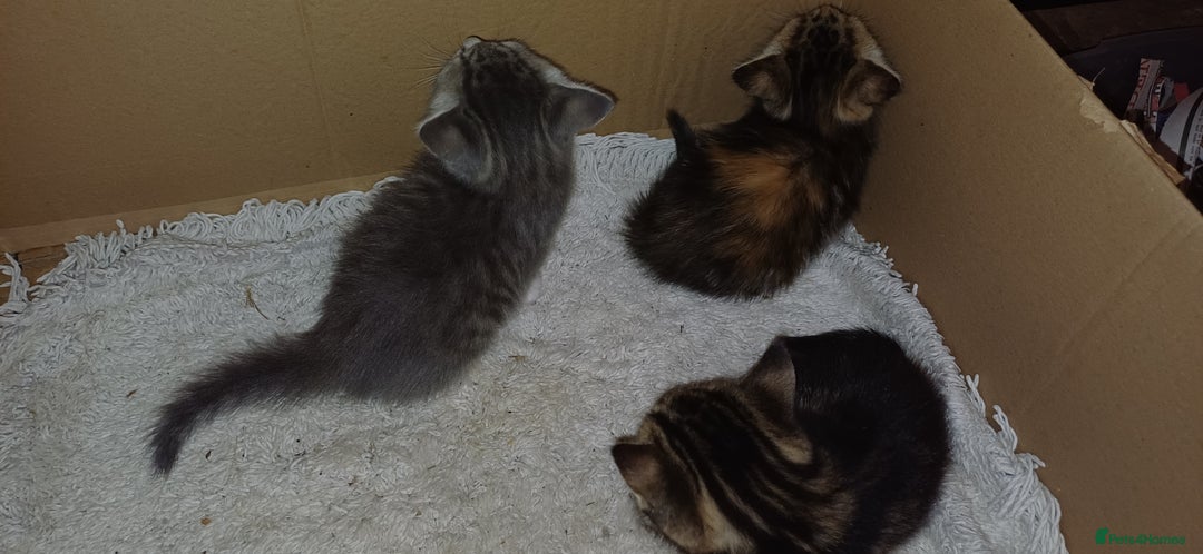 Mixed Breed cats for sale: Kitten  - Image 5