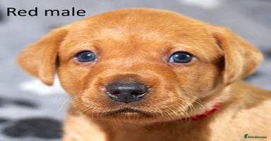 Labrador Retriever dogs - Advert 16