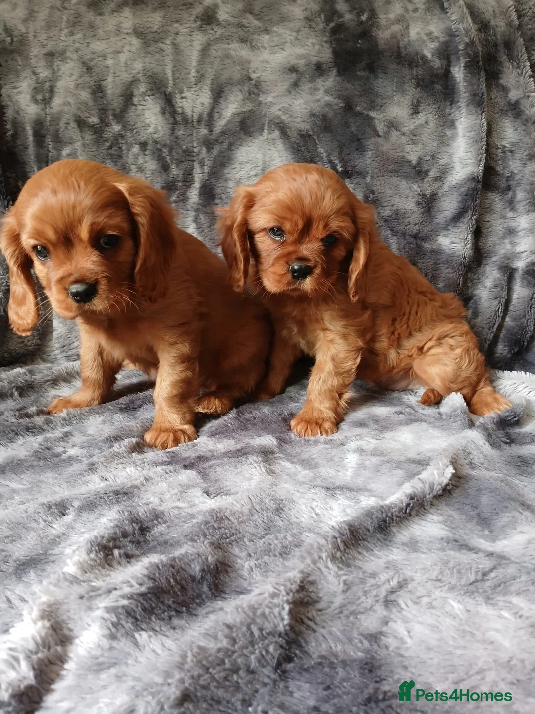 Cavalier King Charles Spaniel dogs for sale: 🐾Gorgeous Cavalier Puppies for sale ready now 🐾 - Advert 2