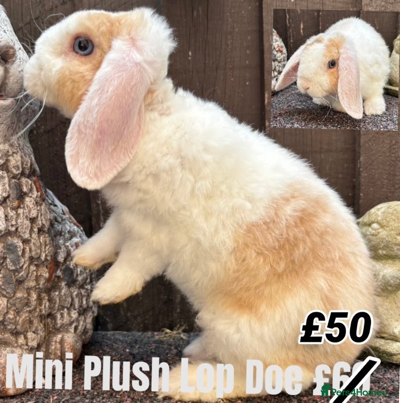Mini Lop rabbits Mini Plush Lops. Hypoallergenic Fur. - Advert 19