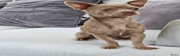 Chihuahua dogs for sale: X1 Grey blue Smoothcoat Chihuahua female  - Advert 6