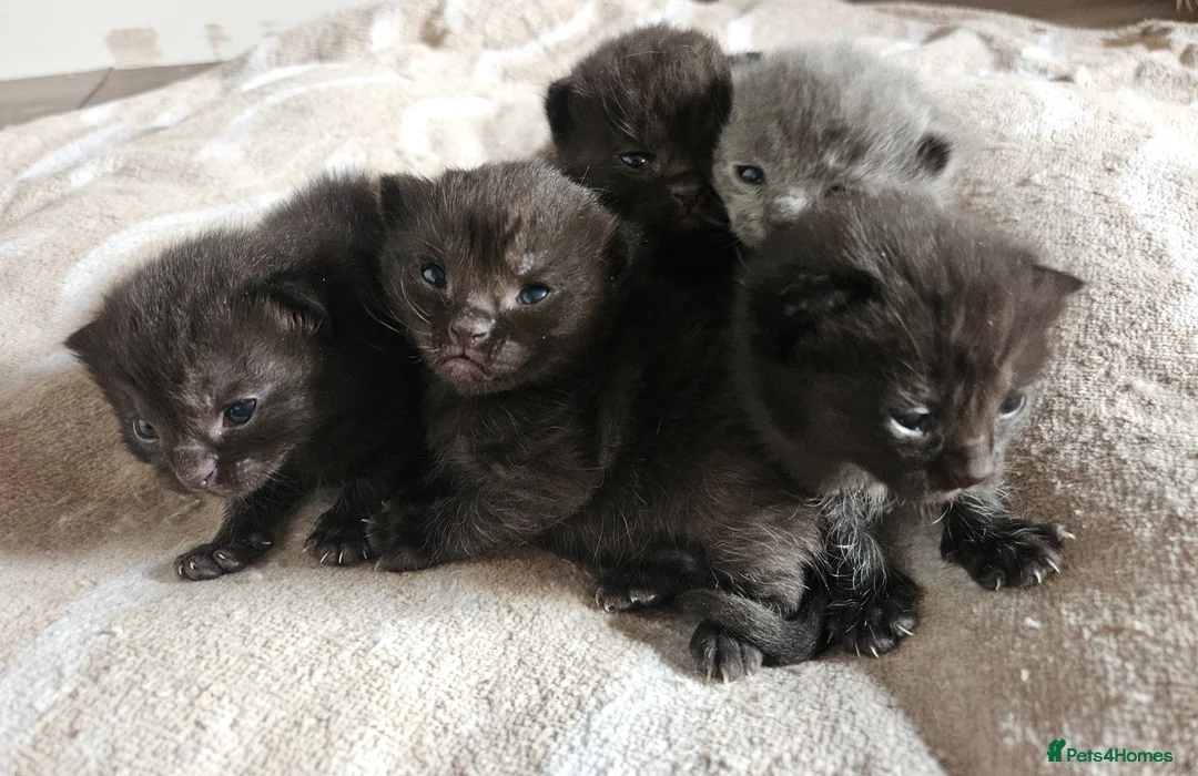 Mixed Breed cats for sale: Ragdoll x British short hair  - Advert 10