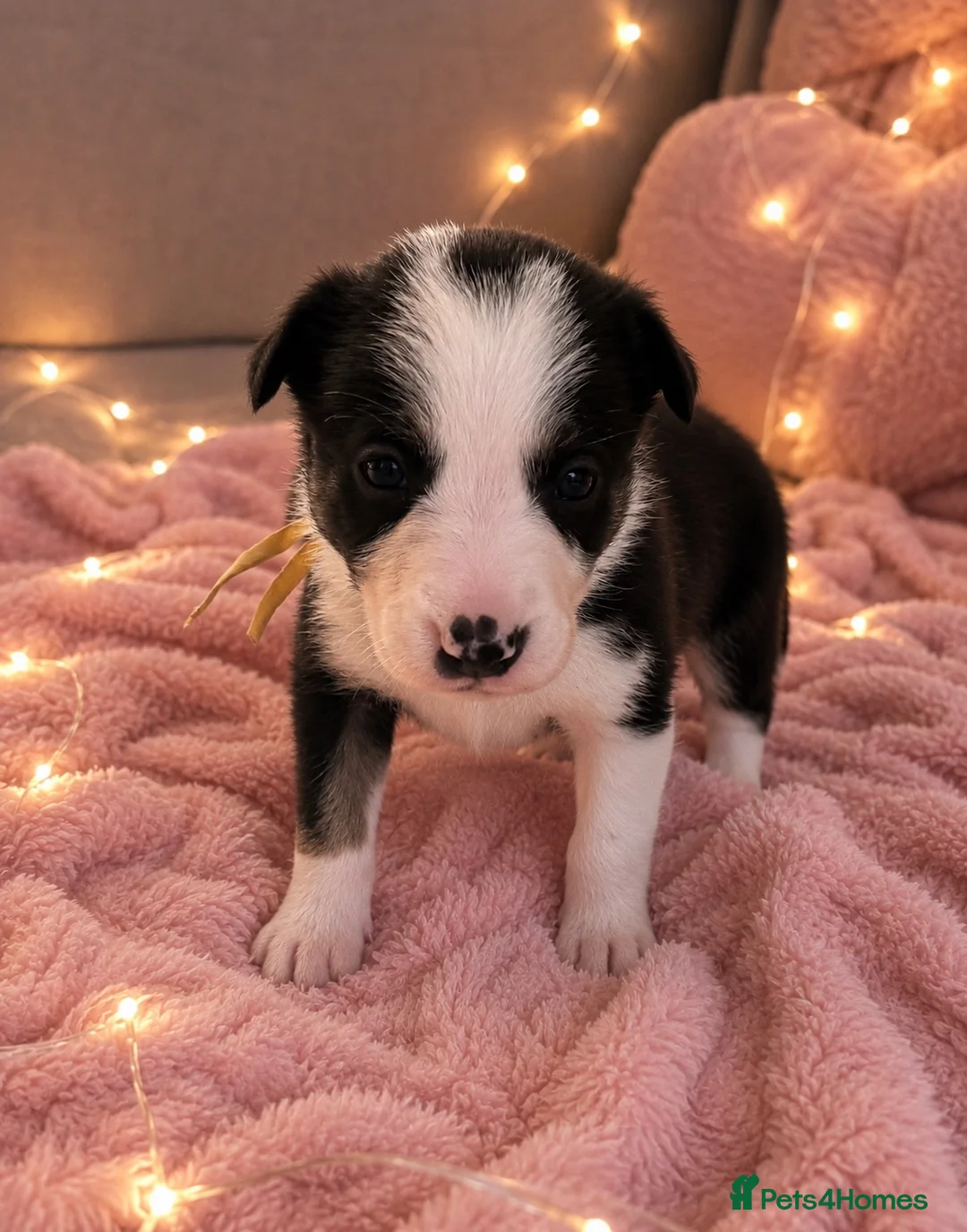 Border Collie dogs for sale: Meet your new best friend 🐾🥹 - Advert 18