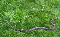 Python Snake reptiles for sale: Royal python with cage - Image 4