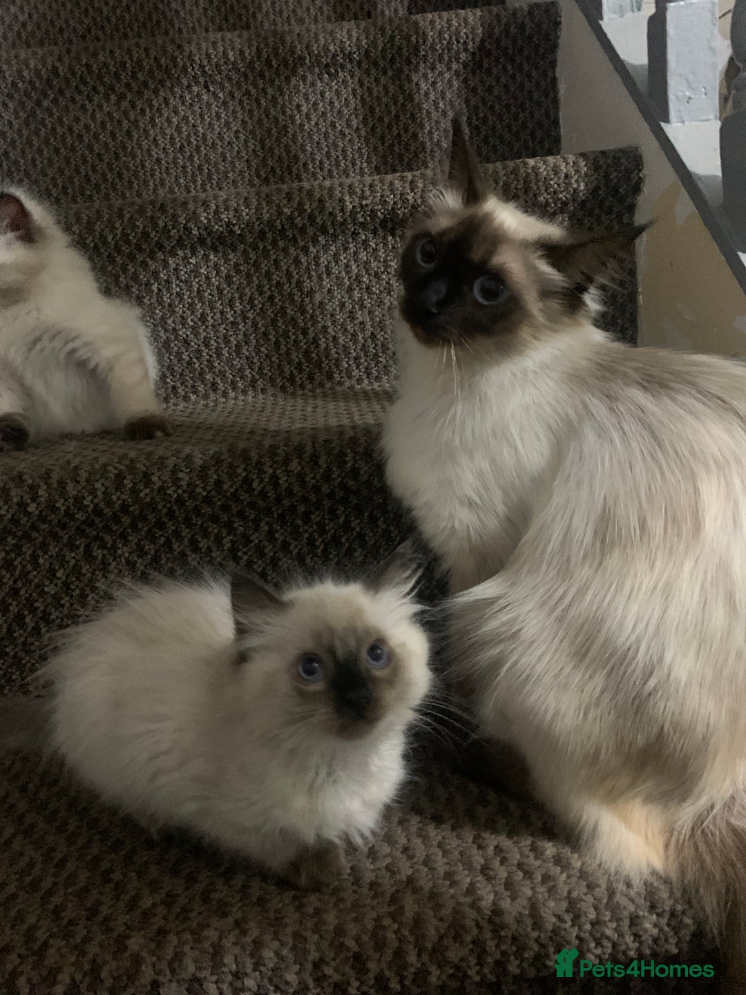 Ragdoll cats for sale: 4 kittens looking for a new home. - Image 6