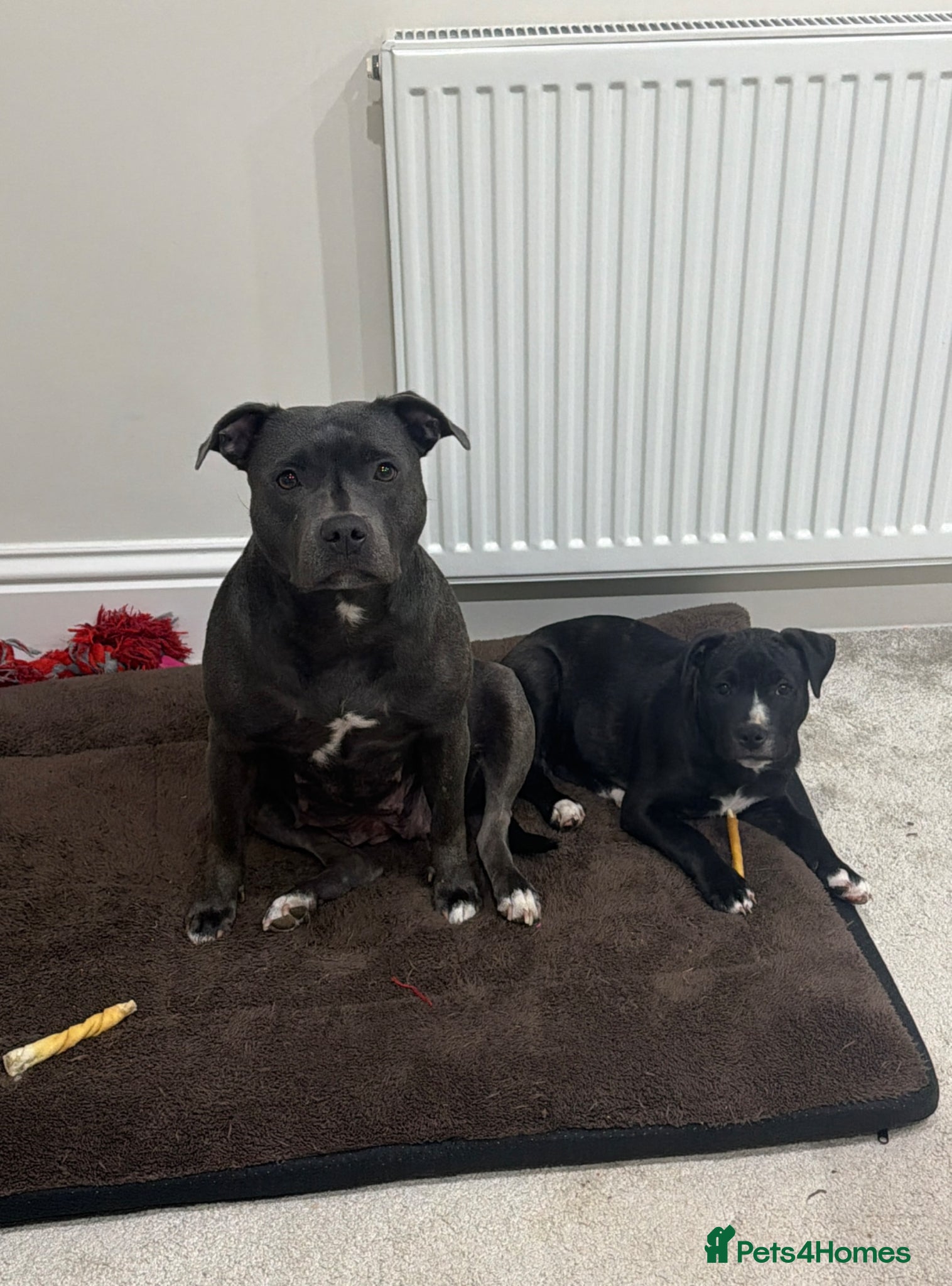 Staffordshire Bull Terrier dogs     Beautiful Female Puppy Looking For Loving Home - Advert 14