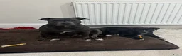 Staffordshire Bull Terrier dogs for sale:     Beautiful Female Puppy Looking For Loving Home - Advert 1