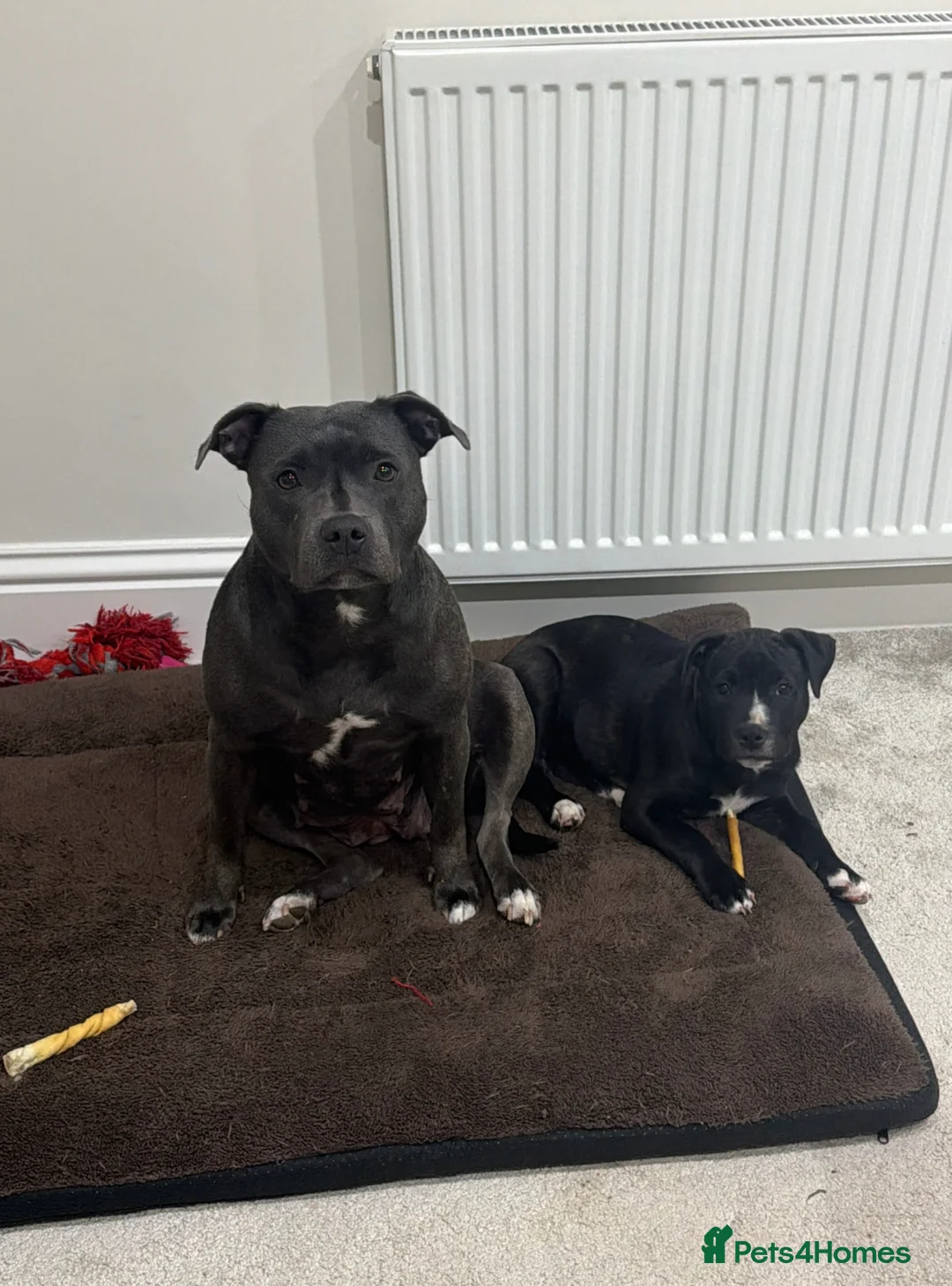 Staffordshire Bull Terrier dogs for sale:     Beautiful Female Puppy Looking For Loving Home - Advert 1