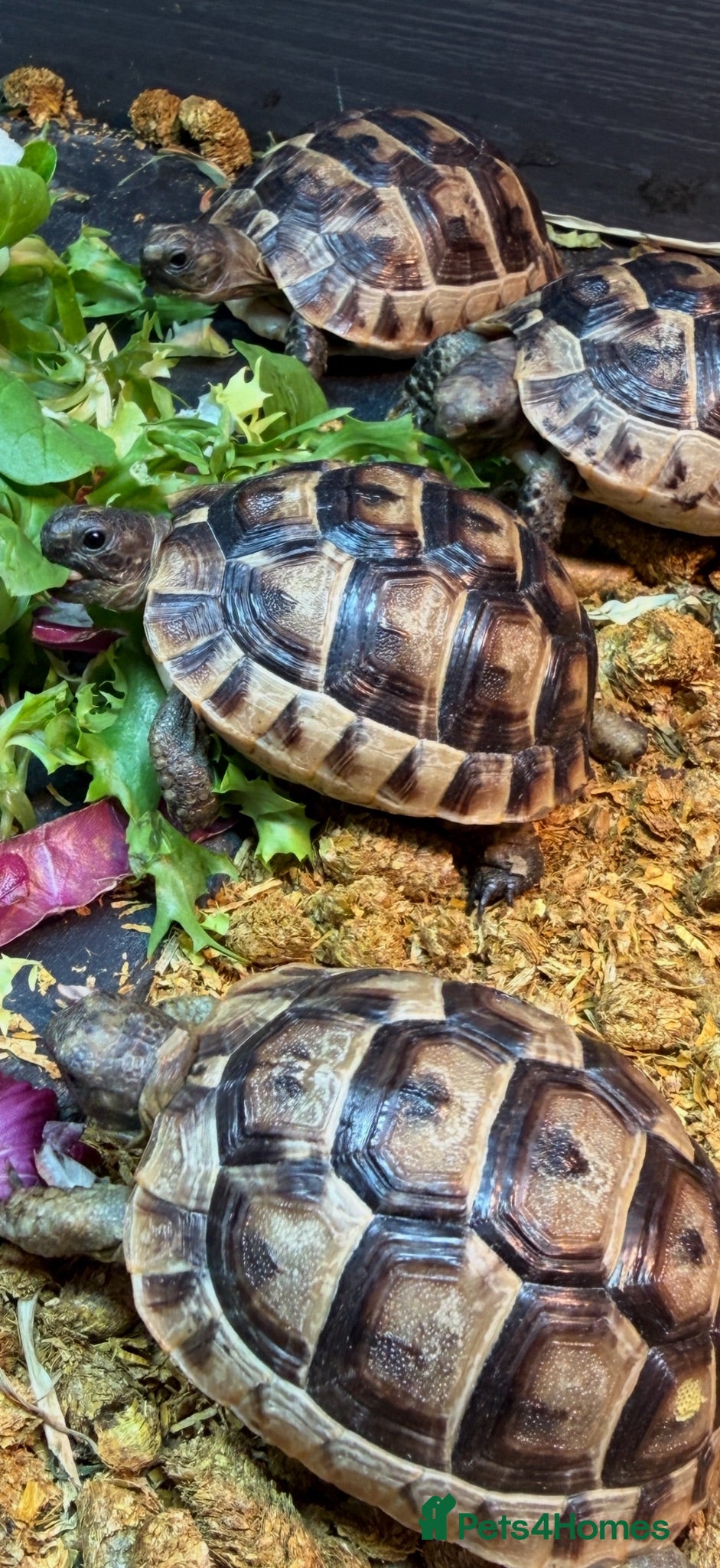 Tortoise reptiles Tortoise - Advert 2