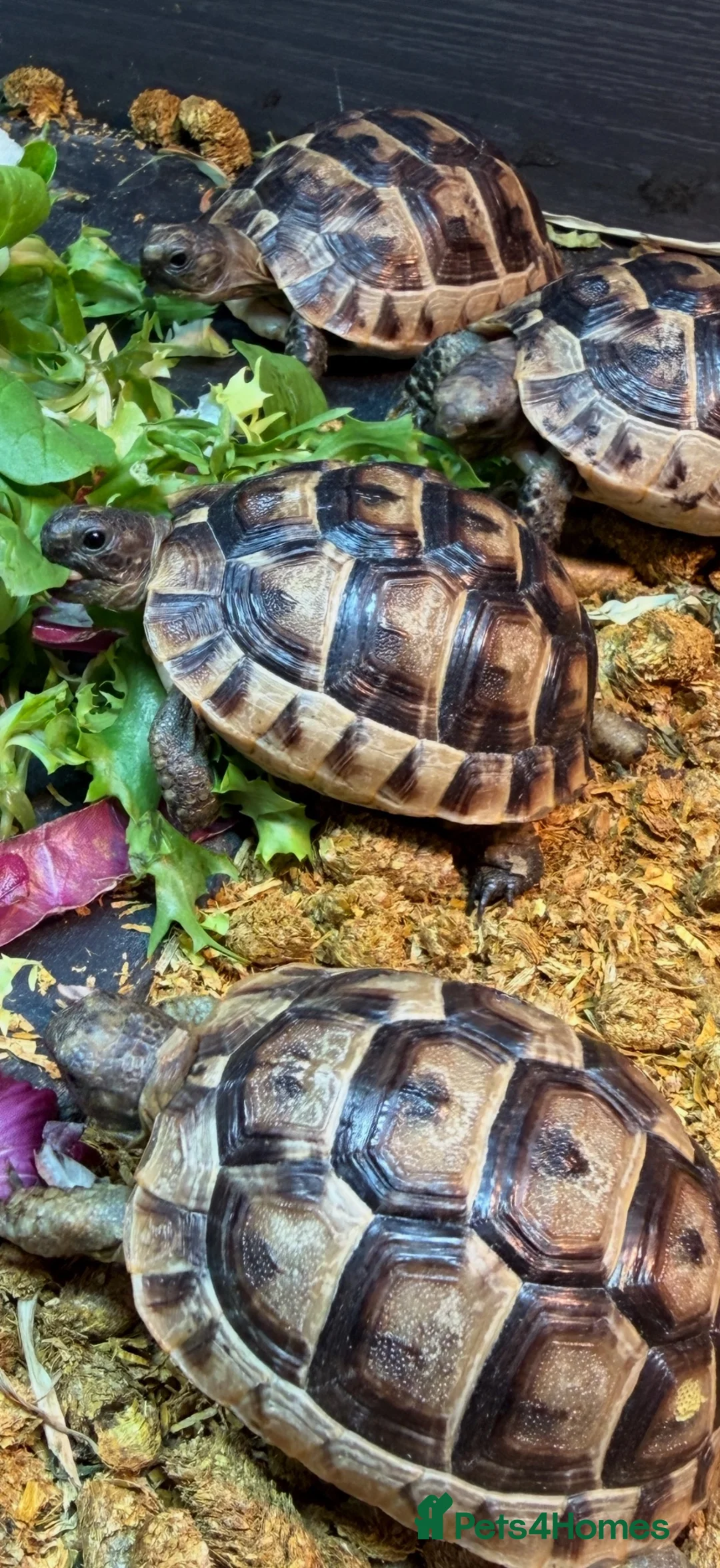 Tortoise reptiles for sale: Tortoise - Advert 2