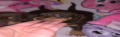 Miniature Dachshund 2
