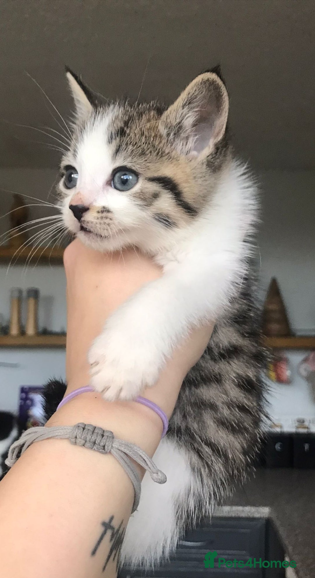 Mixed Breed cats for sale: 4 ragdoll cross mackerel tabby kittens  - Advert 8
