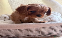 Cavalier King Charles Spaniel dogs for sale: ONE RUBY BOY LEFT Cavalier King Charles  - Image 29