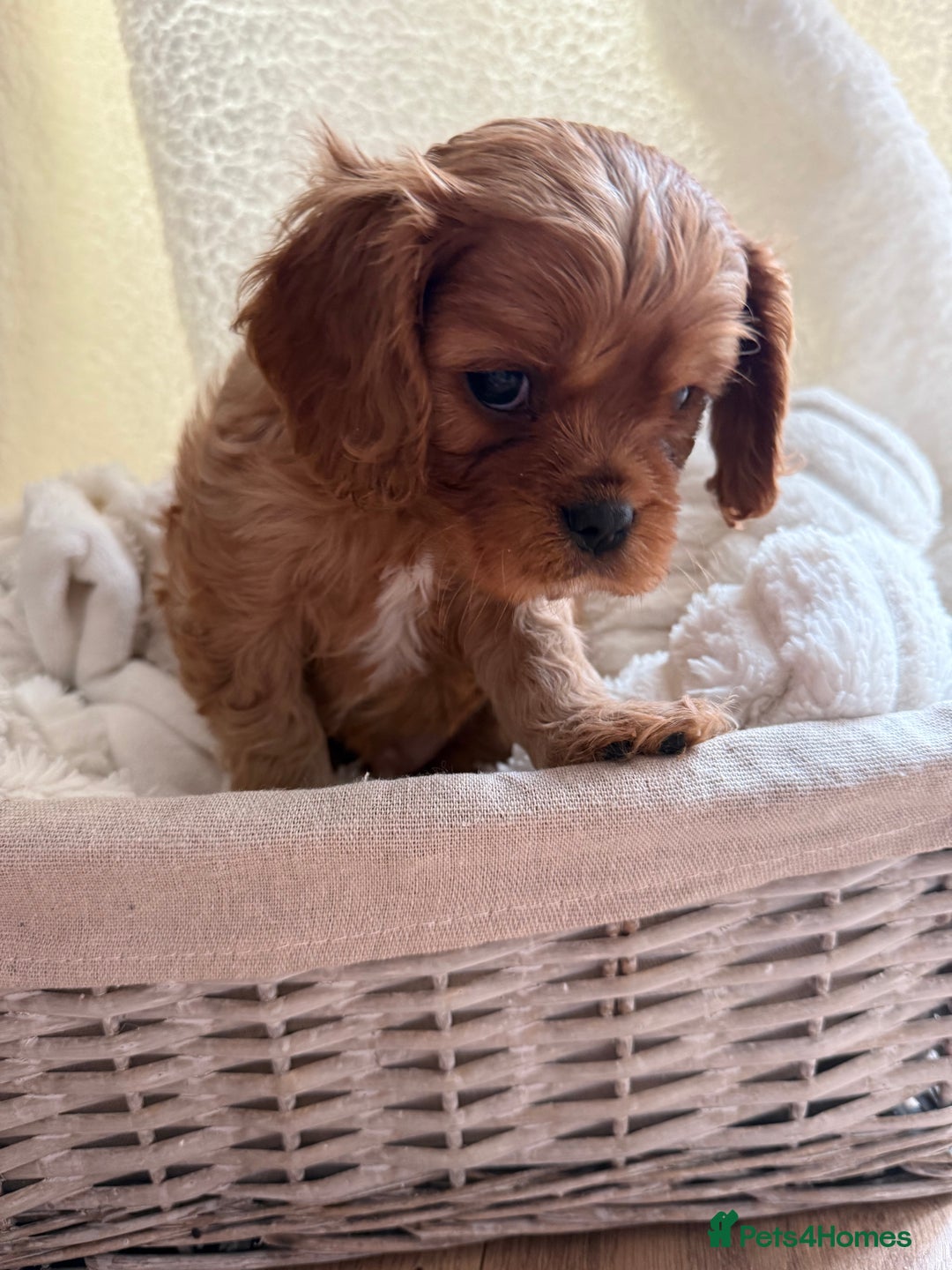 Cavalier King Charles Spaniel dogs for sale: ONE RUBY BOY LEFT Cavalier King Charles  - Image 29
