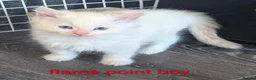Ragcoon cats for sale: Ragdoll X Maine coon (ragcoon) in Dundee - Advert 1