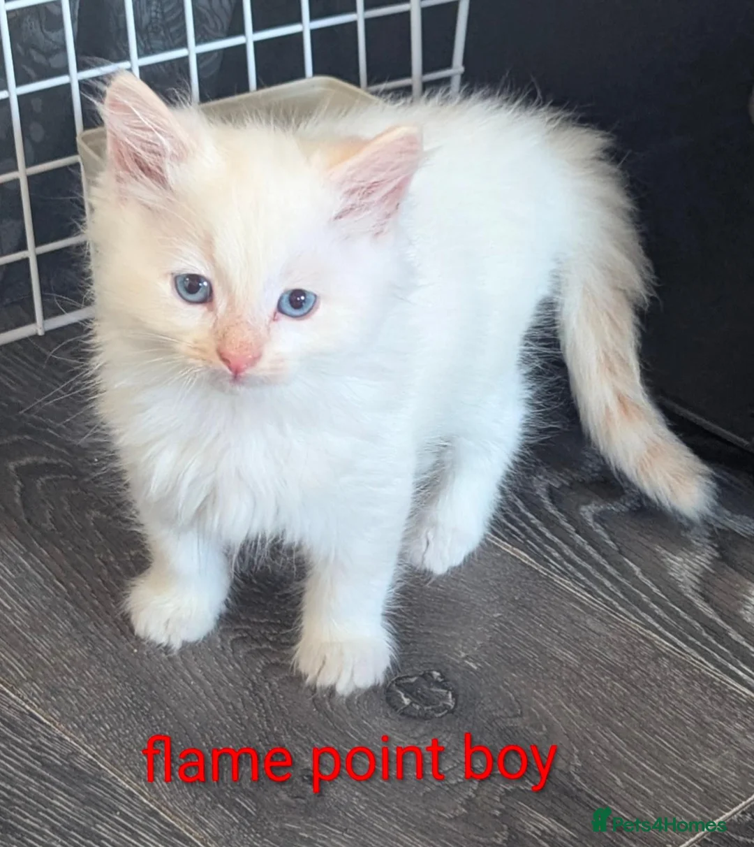 Ragcoon cats for sale: Ragdoll X Maine coon (ragcoon) in Dundee - Advert 1