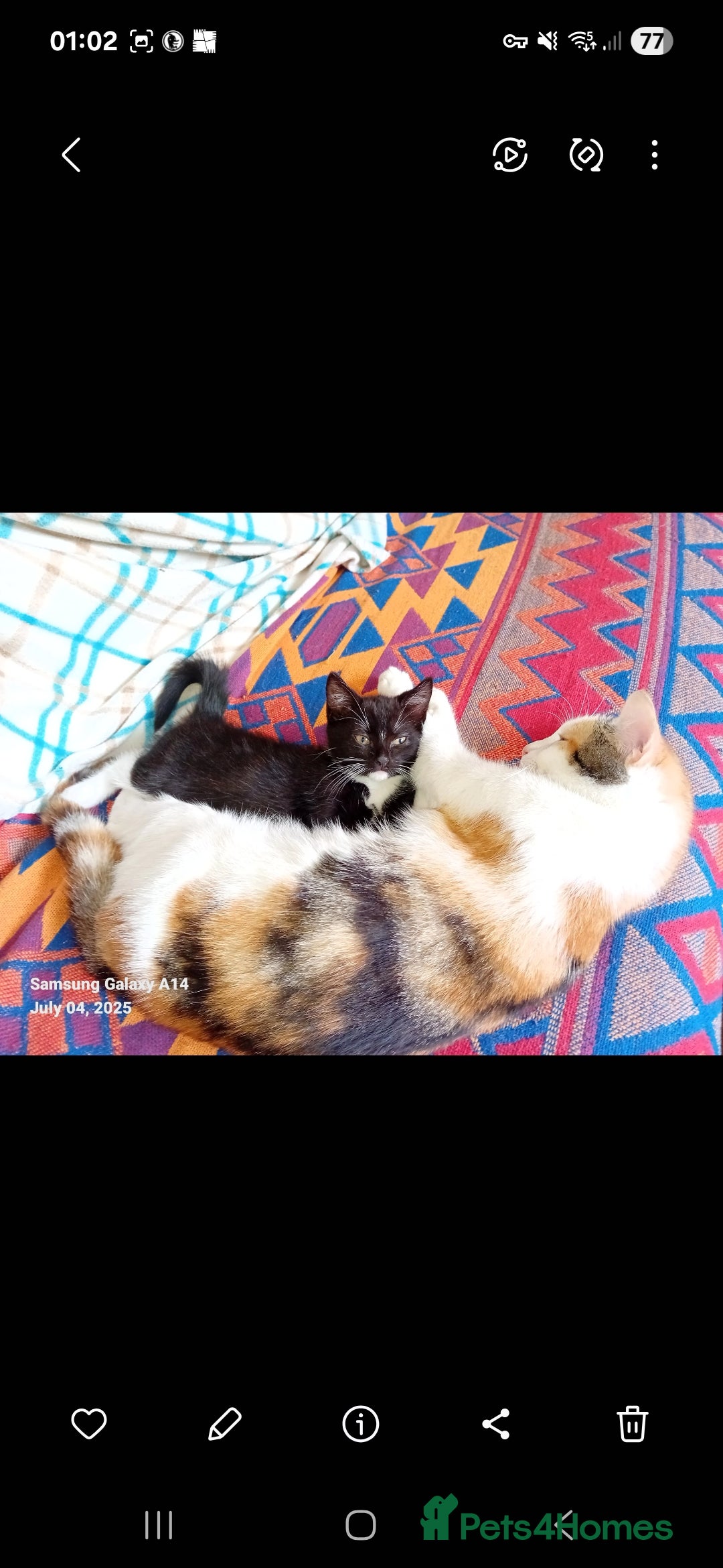 British Shorthair cats for sale: Wee George  - Advert 16