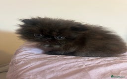 Persian cats for sale: Stunning Black Smoke GCCF Active ** Persians - Image 5