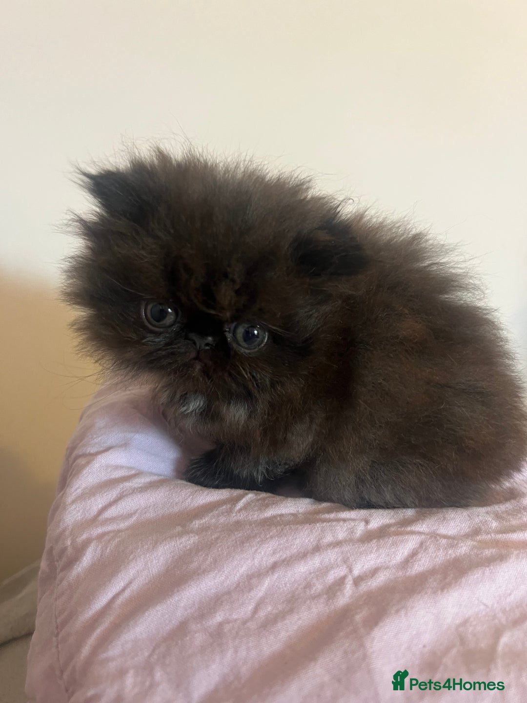Persian cats for sale: Stunning Black Smoke GCCF Active ** Persians - Image 5