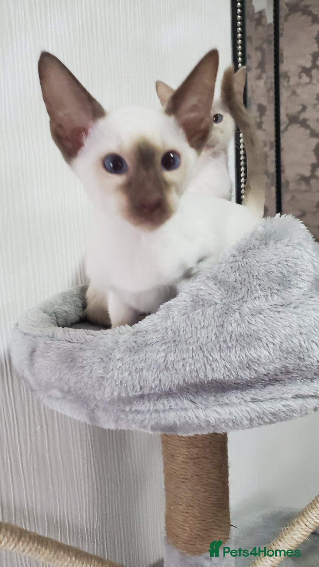Siamese cats for sale: stunning Siamese Kittens  - Image 5