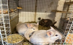 Chinchilla rodents for sale: Males and female chinchillas.  - Advert 14