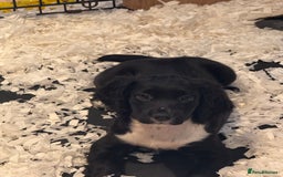 Cocker Spaniel dogs for sale: *READY TO LEAVE* KC Reg Working Cocker Pups in Stocksfield - Image 25