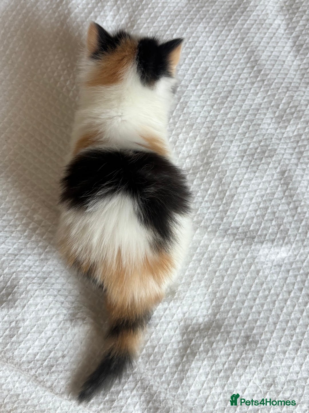 Ragdoll cats for sale: Ragdoll Mix Long-Haired Fluffy Kittens! - Image 10