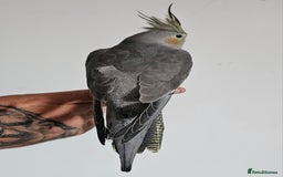 Cockatiels birds for sale: Young Cockatiels available - Image 3