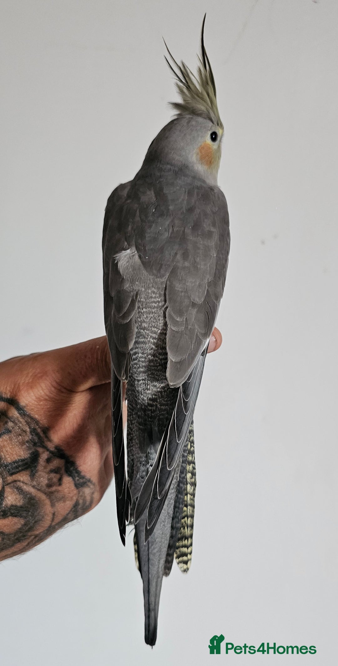Cockatiels birds for sale: Young Cockatiels available - Image 3
